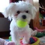  cute and lovely female maltese puppy for sale