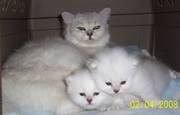 Tiffanie PureBred kittens for sale
